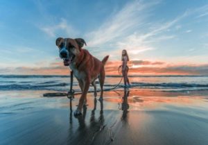 Quelles sont les plages de Cadix pour les chiens?