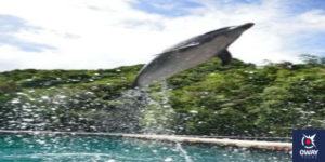 Delfín en Gibraltar