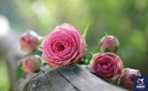Rose from the Concepcion Botanical Garden
