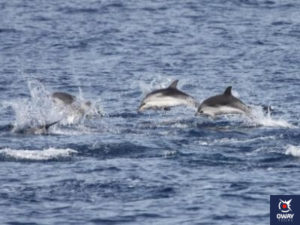 Avistamiento de grupo de delfines en el Estrecho 