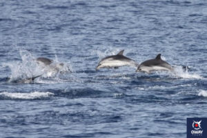 Dolphin watching in the Strait of Gibraltar