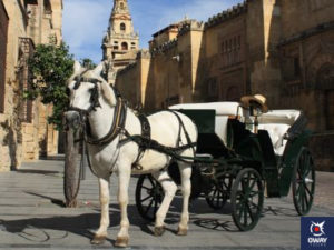 Horse-drawn carriage ride in Cordoba