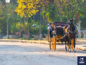 Horse-drawn carriage riding in Maria Luisa Park (Seville))