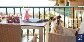 Jerez de la Frontera dispone de una lista de hoteles, dependiendo del precio o la localización, que admiten a nuestras mascotas.