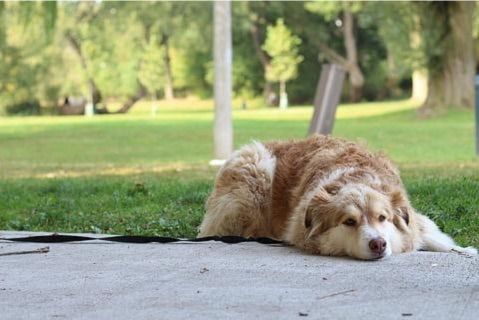 Travelling with my dog to Granada