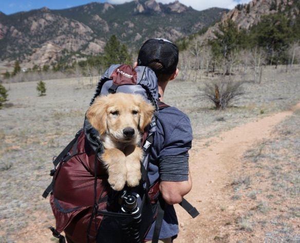 Voyager avec des animaux de compagnie à Cadiz