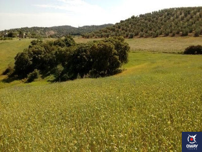 Morón de la Frontera