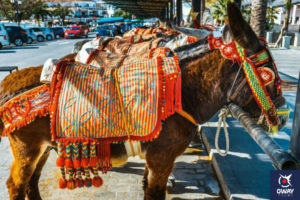 Parking pour les taxis-ânes à Mijas