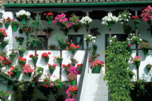 Patios-de-Cordoba-2 (1)