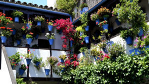 Patios-de-Cordoba-6 (1)