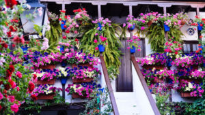 Patios-de-Cordoba-7 (1)