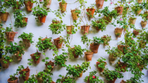 Patios-de-Cordoba-8 (1)