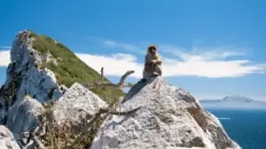 Excursion-a-Gibraltar-desde-Malaga-5 (1)